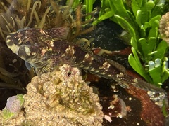 Lepidoblennius haplodactylus