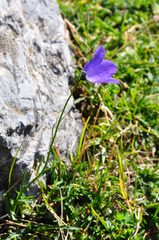 Campanula scheuchzeri