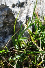 Campanula scheuchzeri