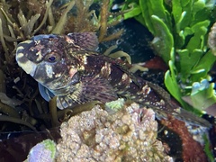 Lepidoblennius haplodactylus