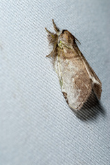 Liparopsis postalbida