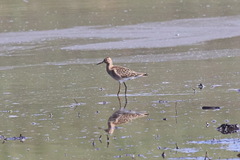 Calidris pugnax
