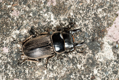 Dorcus miwai