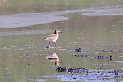 Calidris pugnax