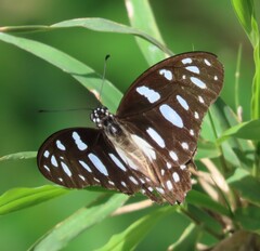 Graphium leonidas leonidas