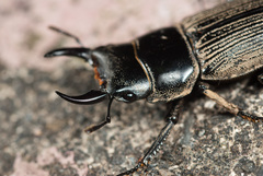 Dorcus miwai