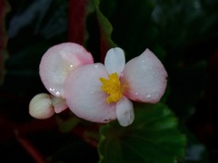 Begonia