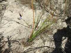 Trachyandra revoluta