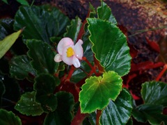 Begonia