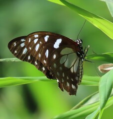 Graphium leonidas leonidas