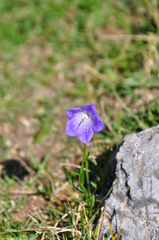 Campanula scheuchzeri