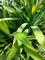 Pandanus amaryllifolius