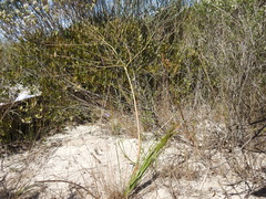 Trachyandra revoluta