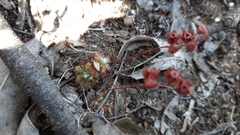 Drosera platystigma
