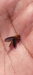 Bibioninae