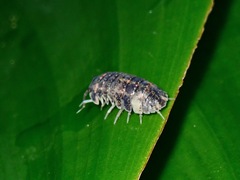 Armadillidae