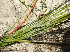 Trachyandra revoluta