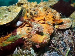 Bovichtus angustifrons
