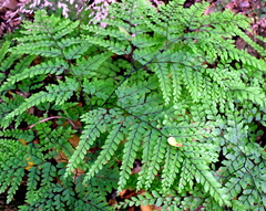 Adiantum formosum