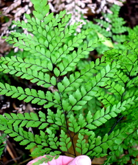 Adiantum formosum
