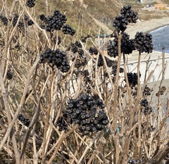 Eleutherococcus sessiliflorus