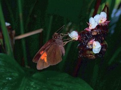 Koruthaialos rubecula
