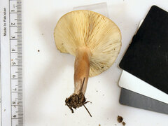 Lactarius quietus incanus