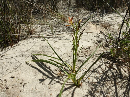 Image of Wachendorfia multiflora by (c) Paul Emms, some rights reserved (CC BY-SA)
