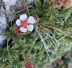 Potentilla clusiana