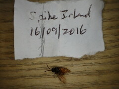 Arge pagana stephensii