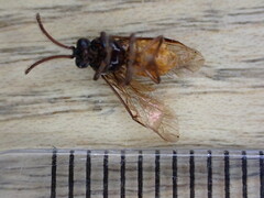 Arge pagana stephensii