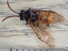 Arge pagana stephensii