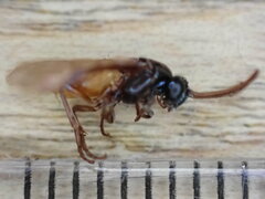 Arge pagana stephensii