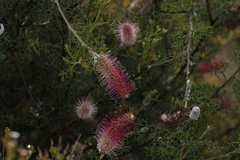 Grevillea paradoxa