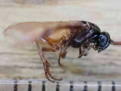 Arge pagana stephensii