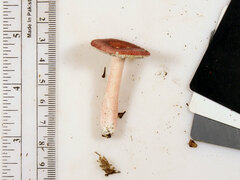 Russula subtilis