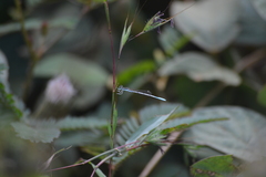 Agriocnemis pieris