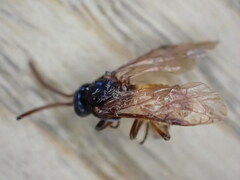 Arge pagana stephensii