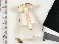 Russula subtilis