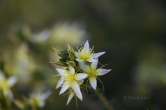 Calytrix depressa