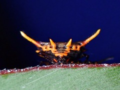 Gasteracantha sanguinea