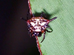 Gasteracantha sanguinea
