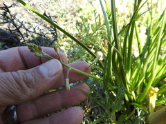 Trachyandra sabulosa