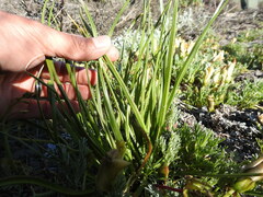 Trachyandra sabulosa