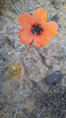 Drosera hyperostigma