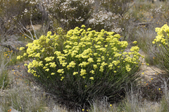 Glischrocaryon aureum