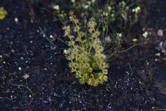 Drosera ramellosa