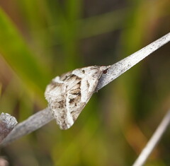 Dichromodes stilbiata