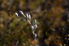 Thelymitra petrophila