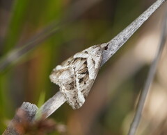 Dichromodes stilbiata
